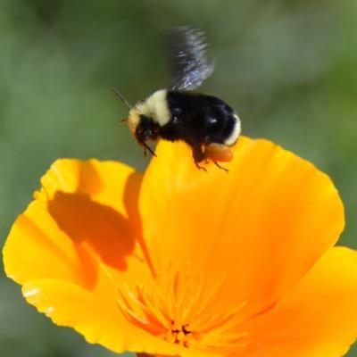pollinatorposse's profile picture. creating pollinator habitat throughout the Urban jungle