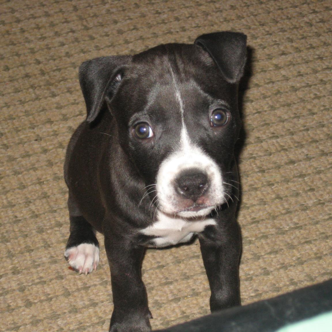 tiffanyjaneth13's profile picture. I am a person who enjoys life and who  loves to travel and explore new places.  I also love my dog Midnight.