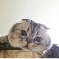 X-713 (@qiyingvon) Twitter profile photo