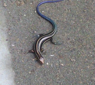 pipeman41's profile picture. 