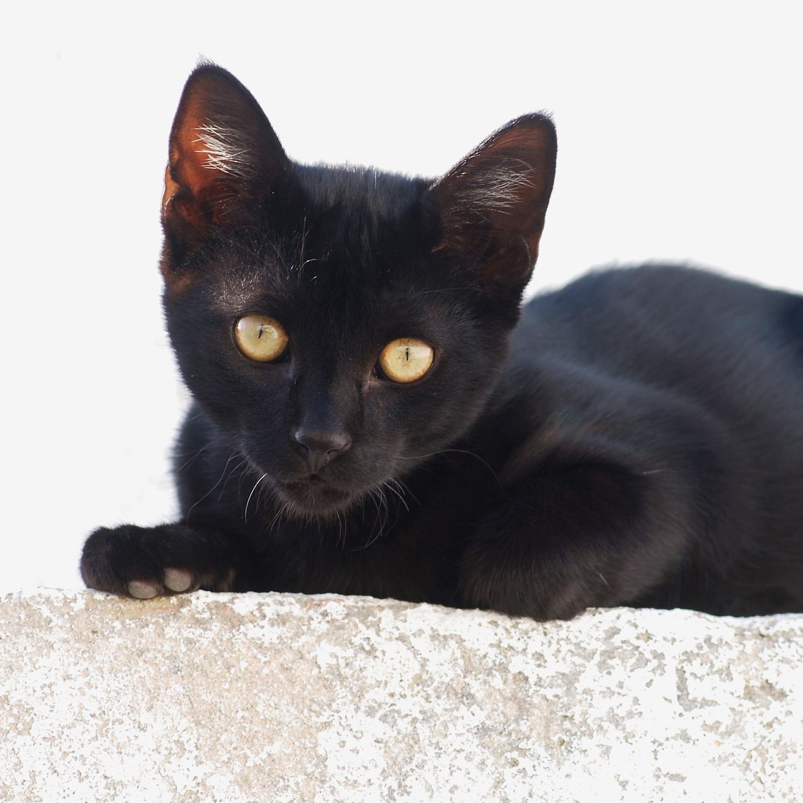 chris_burgess16's profile picture. Cats & kittens rule Jennifer Lopez Progressive Liberal Elizabeth Warren fan WWF I love horses & dogs