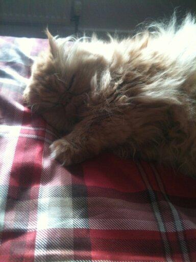 MandersMontie's profile picture. 