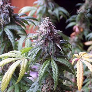 Bud_Bros420's profile picture. Smoke it.. Its just a beautiful flower. Buds and Babes.  F4F