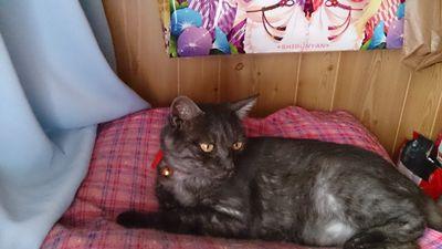 ひまわり