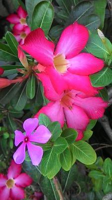 imambuchorim's profile picture. 