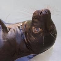 CornishSealsanctuary (@cornishseals) 's Twitter Profile Photo CornishSealsanctuary (@cornishseals) 's Twitter Profile Photo