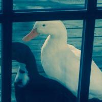 William H Walton III (@wmwalt3rd) 's Twitter Profile