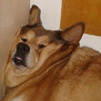 retard__alert__'s profile picture. Retweeting the most retarded comments.