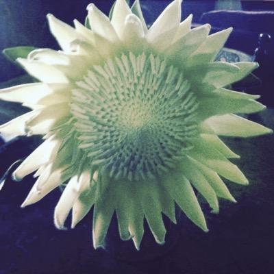 Libbypeacock1's profile picture. 