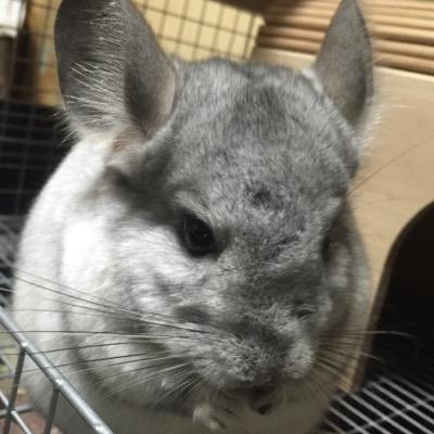 社会人、音ゲー→SDVXメイン。オンゲキも最近はじめました。シノアリスやってます。アイコンはチンチラのシナモンくん🌸