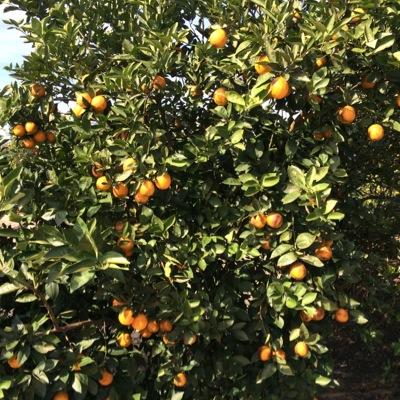 nutrequik's profile picture. 