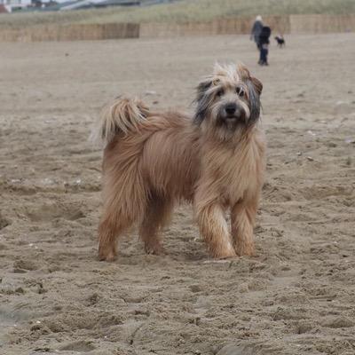 Hondentrimsalon in Alphen aan den Rijn - professionele vachtverzorging voor uw hond