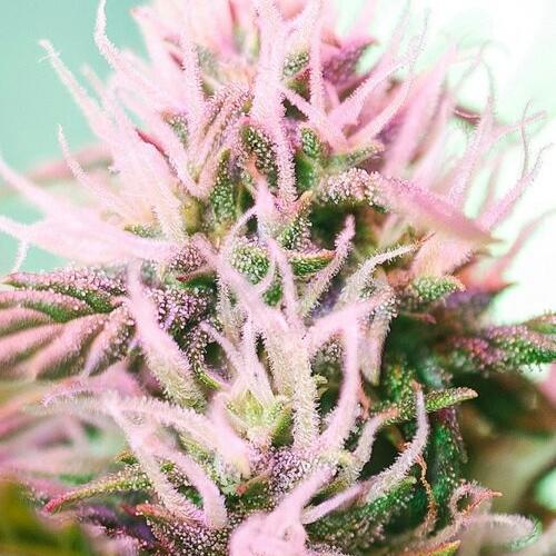 TheHighClassPDX's profile picture. 