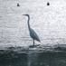 TringBirds (@tringbirds) Twitter profile photo TringBirds (@tringbirds) Twitter profile photo