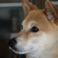 Tomohide Shibata (@stomohide) 's Twitter Profile
