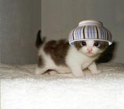 yeoi46stkkg's profile picture. なると猫の別垢でつｗｗｗ   　伊勢の国