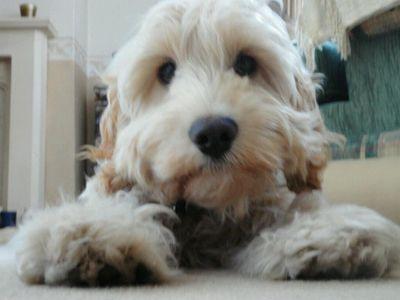 I'm living the cockapoo dream sniffing as far as the lead will let me. tweeting with no thumbs