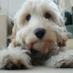 Royston Bradley (@roystoncockapoo) Twitter profile photo