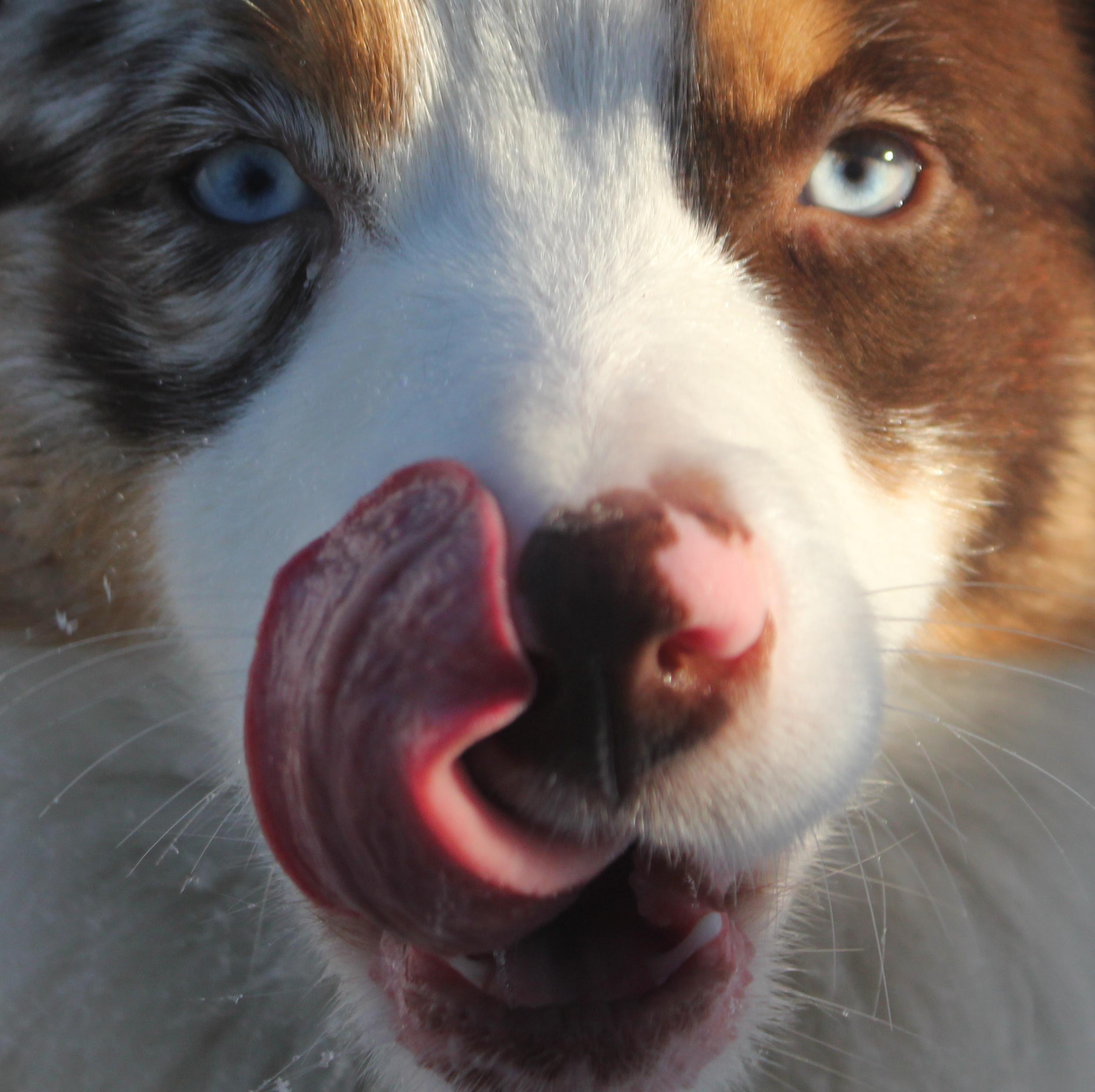 Zuechter, Miniature Australian Shepherd