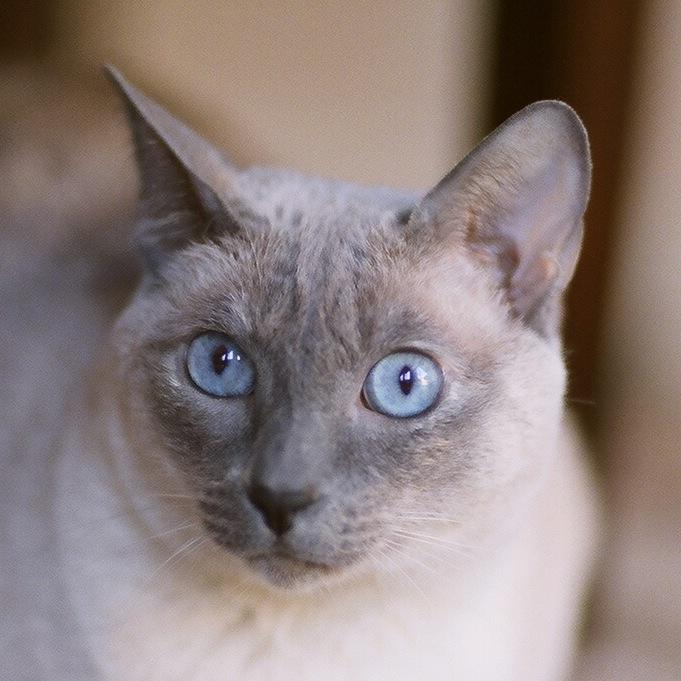 Dependablejay's profile picture. 