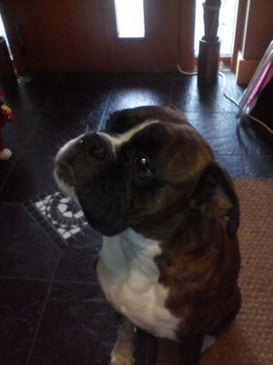 KianDoyleRocks's profile picture. #MinecraftRules.I love playing football and gaeilige.and  video games are my favourite.fluffy animals rule.