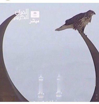 مهندس زراعي / مدير مكتب وزارة البيئه والمياه والزراعه وعضو المجلس المحلي بمحافظة رنيه خلال الفتره 1440/1410