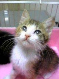 c75cdddf836e423's profile picture. 猫大好き人間です！