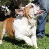 The mission of Southern California Bulldog Rescue is to rehabilitate and find loving families for homeless bulldogs.