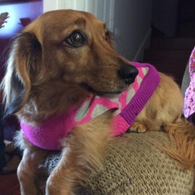 SuperSassyDoxie's profile picture. Super Hero Sassy. aka Gremlinator (sekret agint) parvo survivor, seizure beating, super snuggly all around perfect dachshund. Mommy's baby #dachshundlove