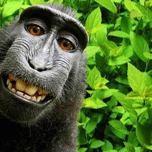 Just another lost primate, trying to find his way out of a jungle of mediocrity.