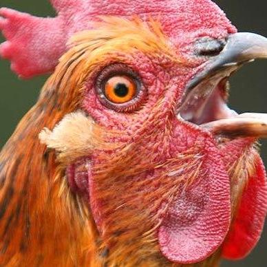 chicken_dat's profile picture. follow @Stoked_Chicken instead of me or me