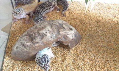 PCoxy51's profile picture. 