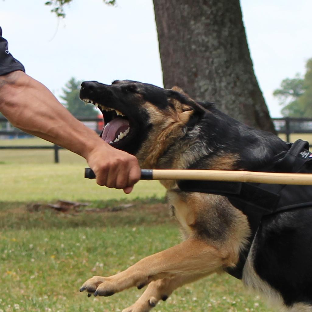 Protect your family. Get an exclusive family protection dog and have peace of mind.