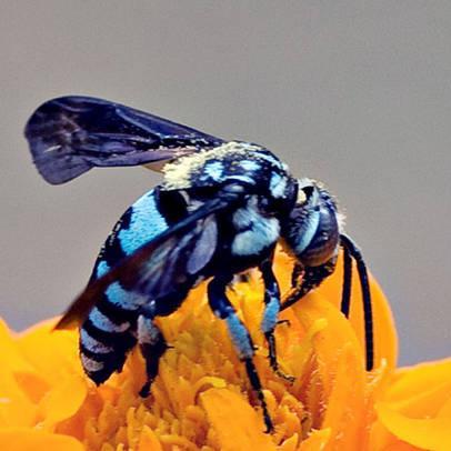 BlueLionBee's profile picture. CoV guard ((TSWRP))