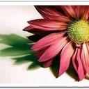 omar Ragab (@59fd157216a649e) Twitter
