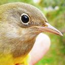 Laurie Doss - @LaurieDoss3 - Twitter