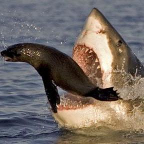 ABigTuna's profile picture. 