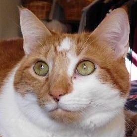 children's book series about a cute and hefty kitty who is adopted from a shelter to his new family #cats #cutekitty