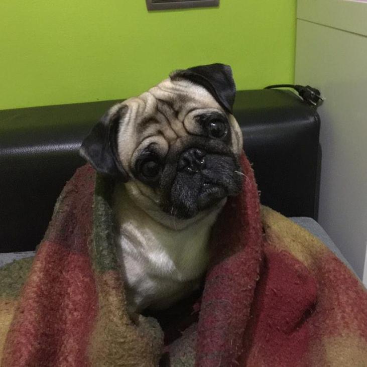 FansPumus's profile picture. El mejor youtuber de la comunidad FIFA, grandes risas!!