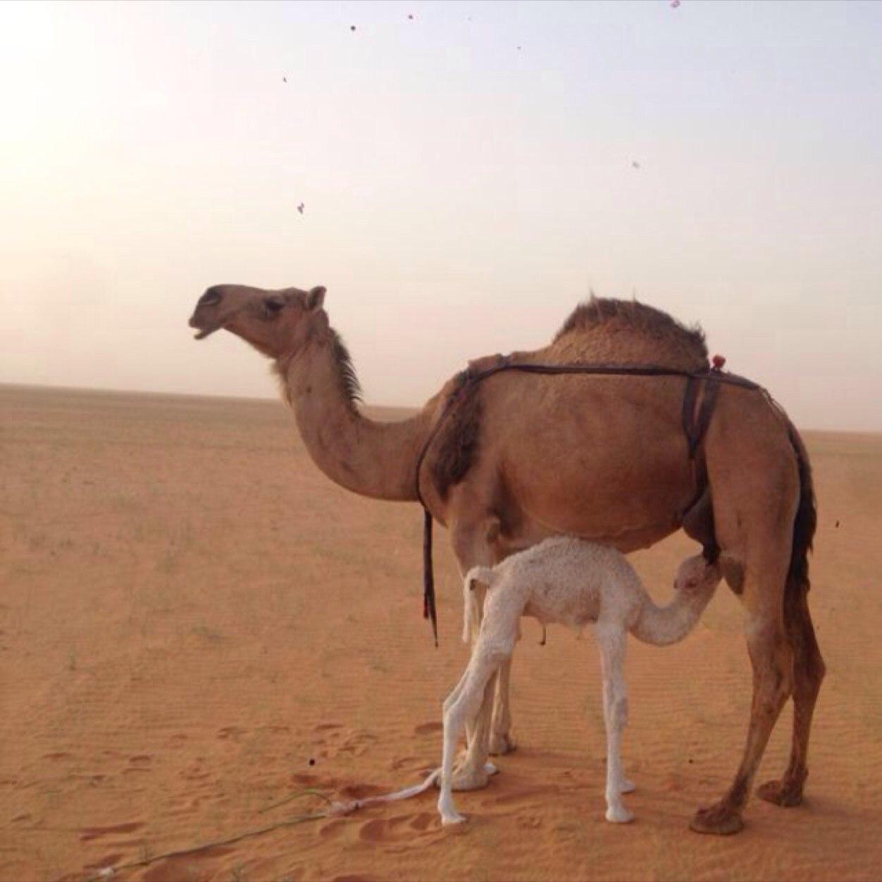 بدوي وافتخر اني بدوي في اصالة البدوي ووفاالعربي وشيمة القبيلي بقمي من سهومالمنايا حاربنا جيش العثمانين هزمناهم قال عنا الجبرتي اقله تحارب معهم الجن