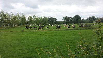 paddykennedy52's profile picture. dairy farmer..