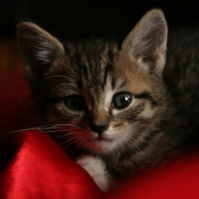 Luxury catsitting care in Boston