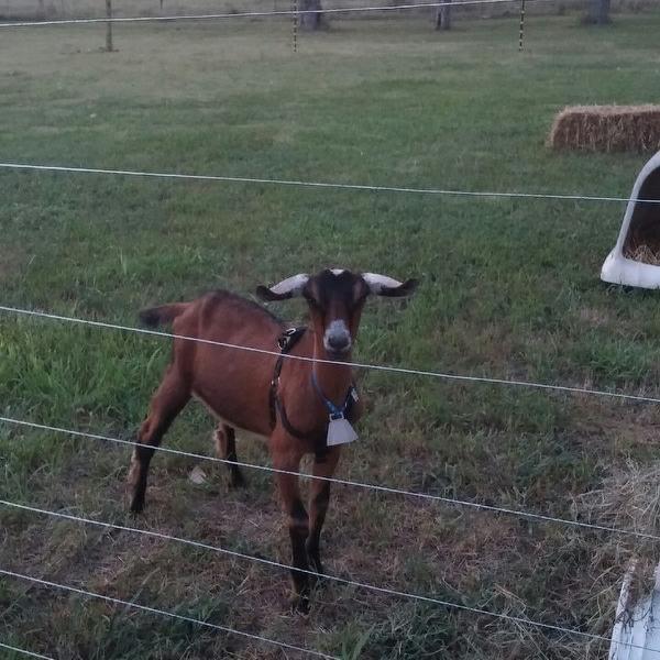 Small Family Hobby Farm just starting out.