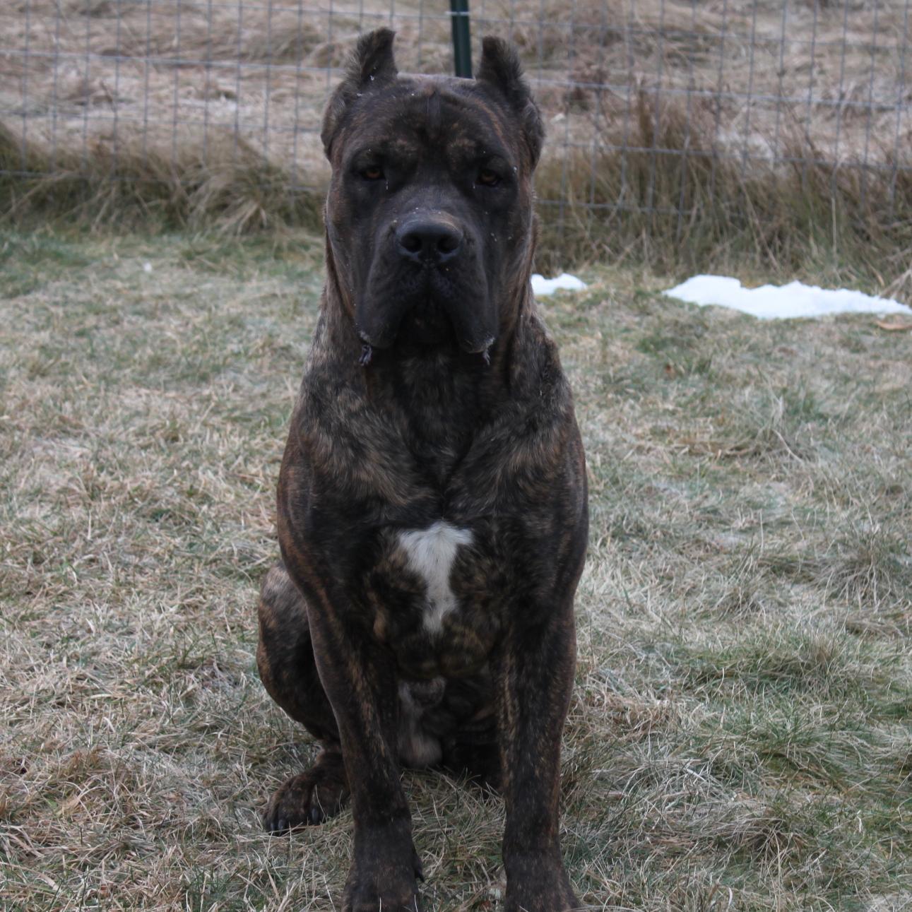 BlackShadowCC's profile picture. Mother of 2 beautiful girl and the proudest owner of the best breed of dog, the Cane Corso.