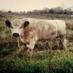 South Farms (@south_farms_ct) Twitter profile photo