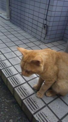 ケモノが好きな猫  恋事は好きならどっちでもいいって思ってる  ボクの素直な気持ちを吐くための場所だけど、相手してもらえると嬉しいかな…