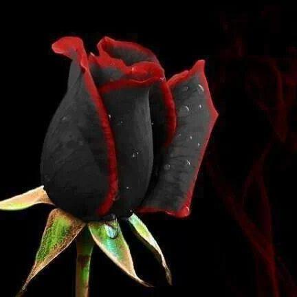 VeluuRomina's profile picture. 