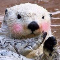 해달언니 (@hae_dal) 's Twitter Profile Photo