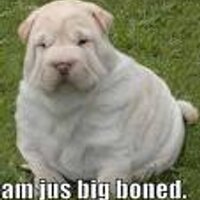 fat puppy (@fatpuppy) 's Twitter Profile Photo fat puppy (@fatpuppy) 's Twitter Profile Photo