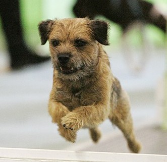 BTsInMD's profile picture. I'm a Border Terrier.  I like hunting, chasing, and many dog sports